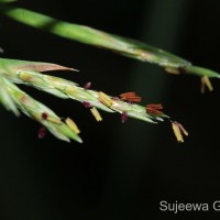 Cymbopogon citratus (DC.) Stapf